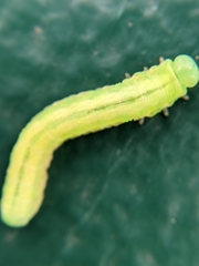 Tomostethus nigritus