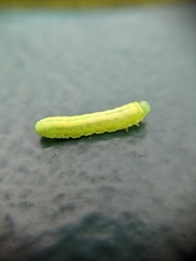 Tomostethus nigritus