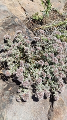 Polycarpaea aristata