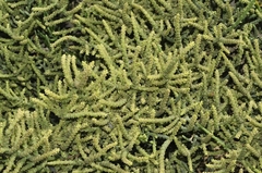 Arthrocaulon macrostachyum