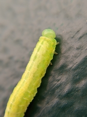 Tomostethus nigritus