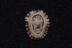 Patelloida latistrigata