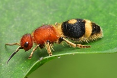 Odontomutilla uranioides