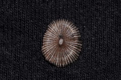 Siphonaria funiculata