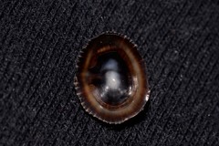 Siphonaria funiculata