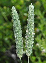 Phalaris paradoxa