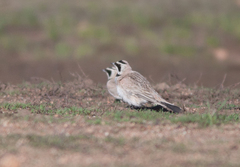 Eremophila alpestris brandti