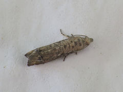 Selania resedana