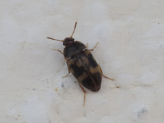 Litargus balteatus