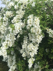 Exochorda