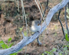 Pyrrholaemus brunneus