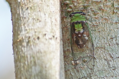 Diceroprocta oleacea