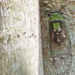Diceroprocta oleacea - Photo (c) jose_de_jesus, some rights reserved (CC BY-NC), uploaded by jose_de_jesus