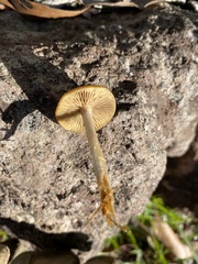 Psilocybe subaeruginosa