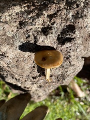 Psilocybe subaeruginosa