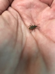 Otiorhynchus singularis