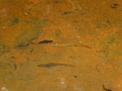 Aplocheilus