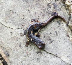 Speleomantes italicus