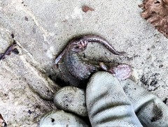 Speleomantes italicus