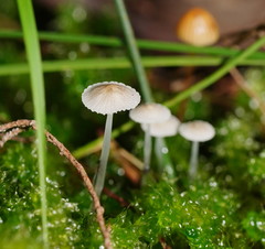 Roridomyces austrororidus