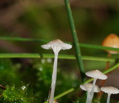 Roridomyces austrororidus