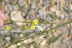 Diplotaxis harra lagascana