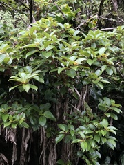 Perrottetia sandwicensis