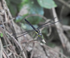 Agrionoptera longitudinalis biserialis