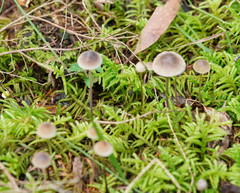 Mycena austrofilopes