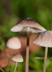 Mycena austrofilopes