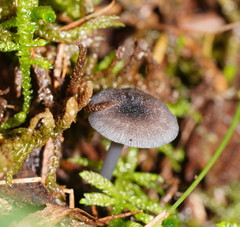 Entoloma transmutans