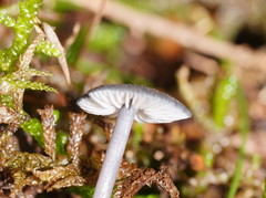 Entoloma transmutans