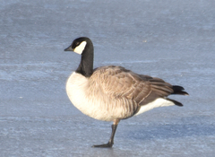 Branta hutchinsii hutchinsii