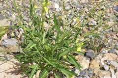 Diplotaxis harra lagascana