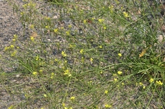 Diplotaxis harra lagascana