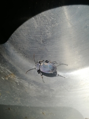 Carabus exaratus