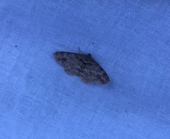 Paradarisa consonaria