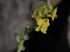 Verbascum coromandelianum