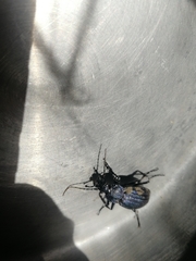 Carabus exaratus