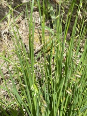 Melica picta