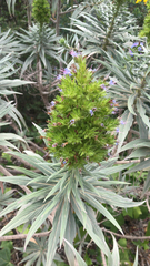 Echium candicans
