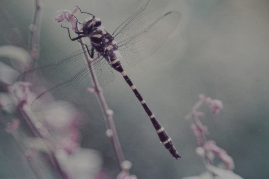 Golden-ringed Dragonfly