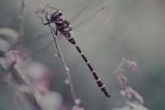 Golden-ringed Dragonfly