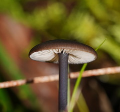 Entoloma albidocoeruleum