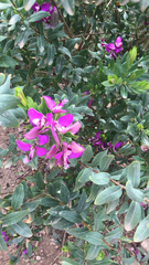 Polygala myrtifolia