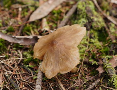 Entoloma brevispermum