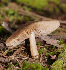 Entoloma brevispermum