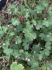 Geranium rotundifolium