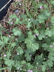 Geranium rotundifolium
