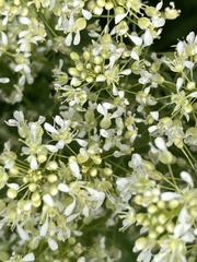 Lepidium draba